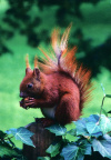 Squirrel on fence