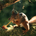 Squirrel with tool