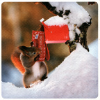 Squirrel in snow with mail