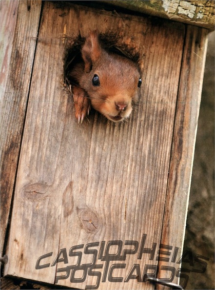 Squirrel in nesting box