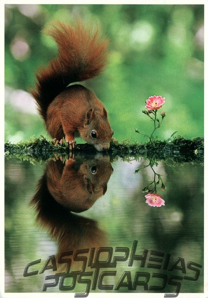 Squirrel at water