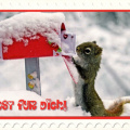 Squirrel in snow with mail