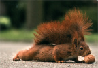 Squirrel on ground with nut