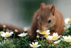 Squirrel in Flowers