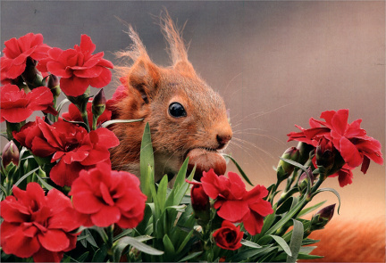 Squirrel in flowers