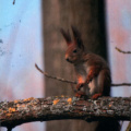 Squirrel in tree