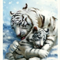 Tiger Family