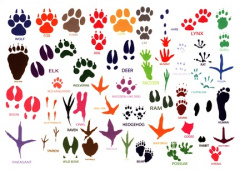 Paws of Animals and Birds