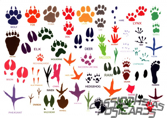Paws of Animals and Birds