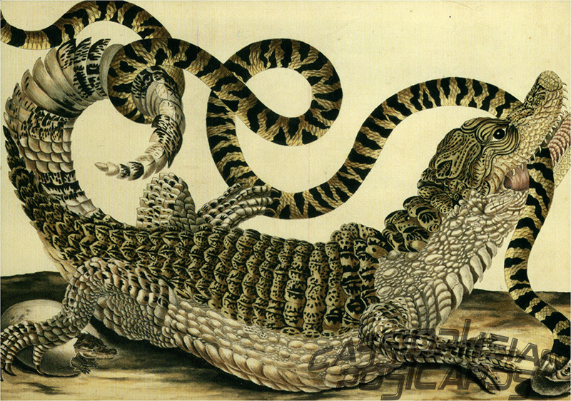 Alligator und Schlange