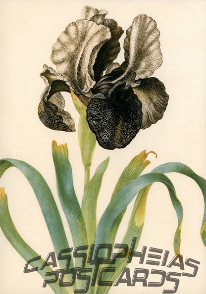 Iris Susiana