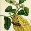 Metamorphosis Insectorium Surinamensium
