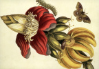 Banane mit Raupe und Schmetterling