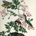 Jasmin mit Schlange, Motte, Raupe und Chrysalis