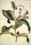 Datura wrightii (Stechapfel)