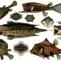 Ostraciontes - Kofferfische