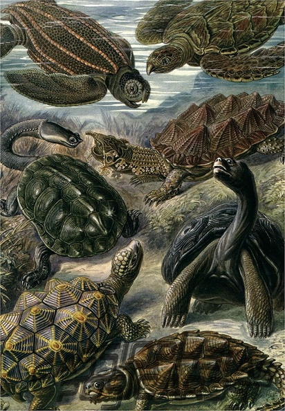 Chelonia - Schildkröten