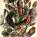 Nepenthaceae - Kannenpflanzen