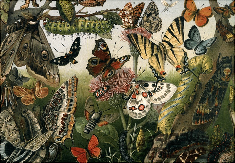 Schmetterlinge Mitteleuropa