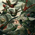 Trochilidae - Kolibris