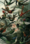 Trochilidae - Kolibris
