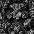 Hexacoralla - Sechsstrahlige Sternkorallen
