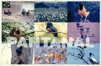 14 Pantanal Conservation Area