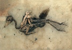 17 Messel Pit Fossil Site