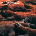 02 Komodo National Park