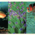 02 Tubbataha Reefs Natural Park