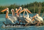 01 Danube Delta