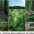 06 Primeval Beech Forests of the Carpathians and the Ancient Beech Forests of Germany