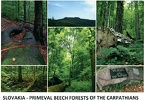 06 Primeval Beech Forests of the Carpathians and the Ancient Beech Forests of Germany