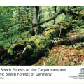 04 Primeval Beech Forests of the Carpathians and the Ancient Beech Forests of Germany