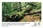 04 Primeval Beech Forests of the Carpathians and the Ancient Beech Forests of Germany