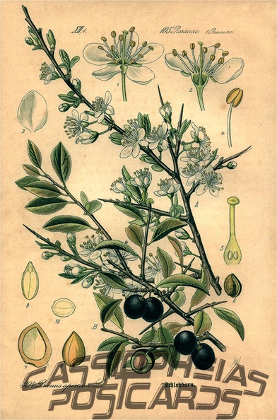 Blackthorn Plant