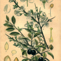 Blackthorn Plant