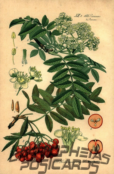 Sorbus Aucaparia
