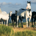 American Paint Horses