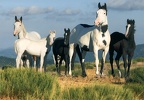 American Paint Horses