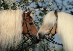 Domestic Animals