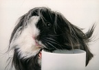 Guinea Pig