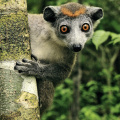 Lemur (Crowned Lemur)