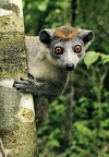 Lemur (Crowned Lemur)