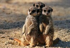 Meerkats