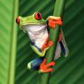 Frog (Red-Eyed Tree Frog)