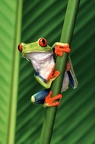 Frog (Red-Eyed Tree Frog)