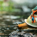 Frog on Snail