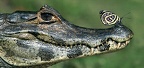 Crocodile