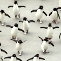 Penguin (Rockhopper Penguin)